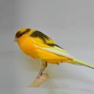 Yorkshire Canary